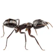 ant control haliburton