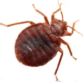 bed bug control haliburton 1