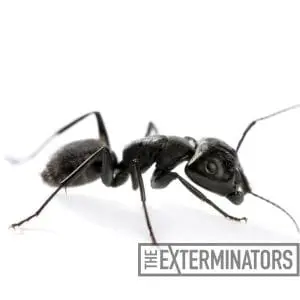 carpenter ant control haliburton