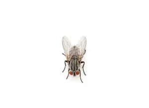 cluster files exterminator haliburton