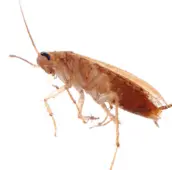 cockroach control haliburton