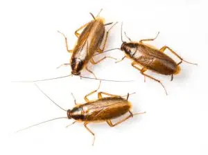 cockroach treatment pest control haliburton