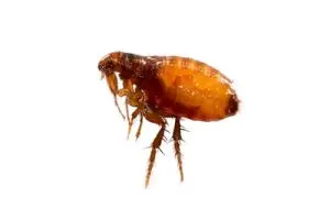 flea exterminator haliburton
