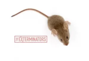 mice exterminator haliburton
