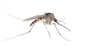 mosquitos exterminator haliburton