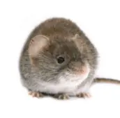 mouse controlhaliburton