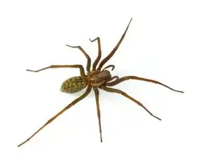 spider control haliburton
