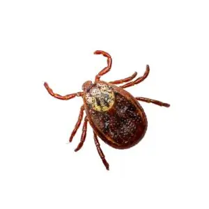 tick exterminator haliburton