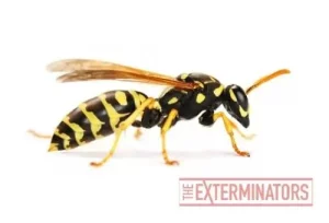 wasp removal haliburton