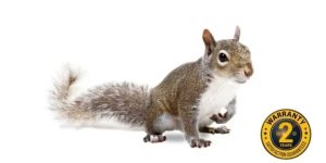 squirrel removal haliburton 768x384