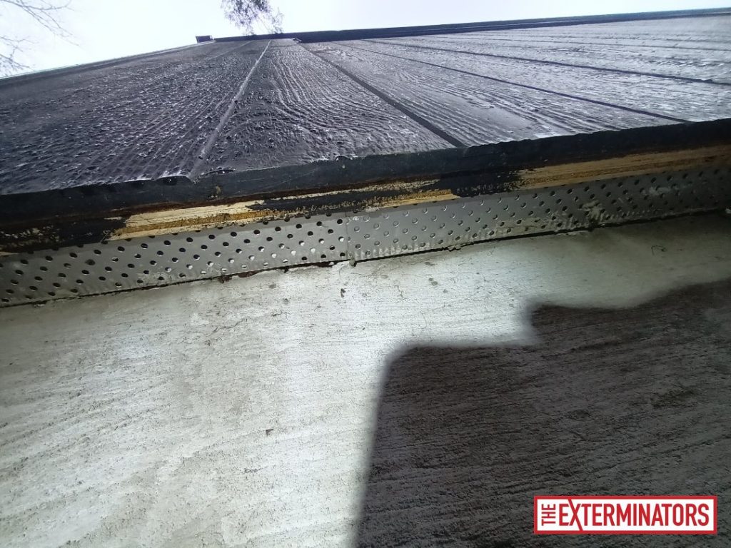 haliburton roof screening after 03