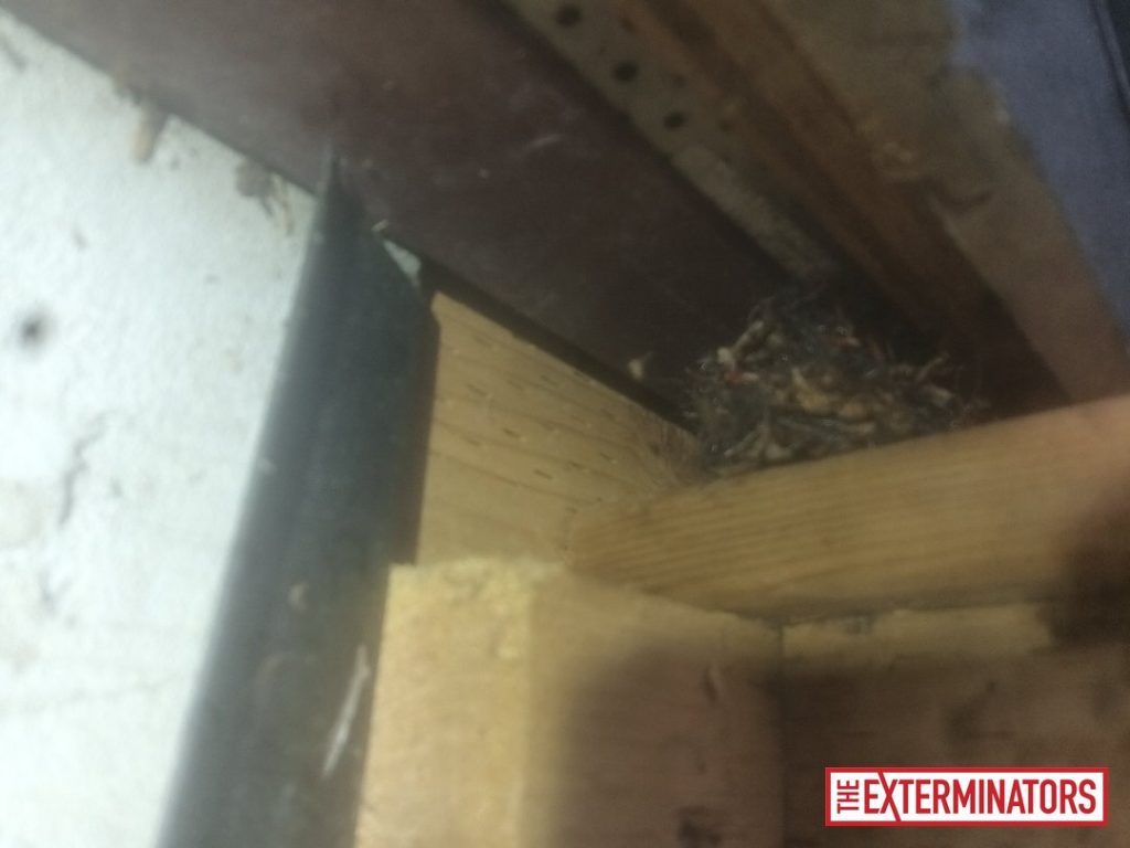 haliburton soffit nest material inspection 01 haliburton soffit nest material inspection 01