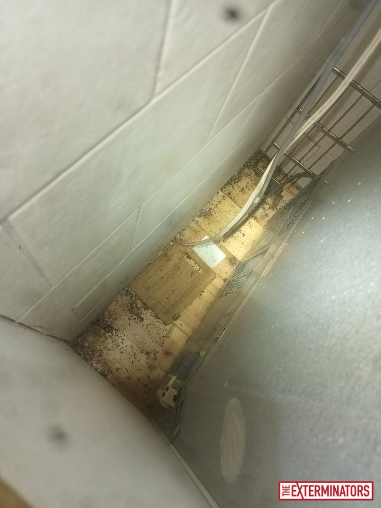 haliburton crawlspace droppings inspection 01 haliburton crawlspace droppings inspection 01