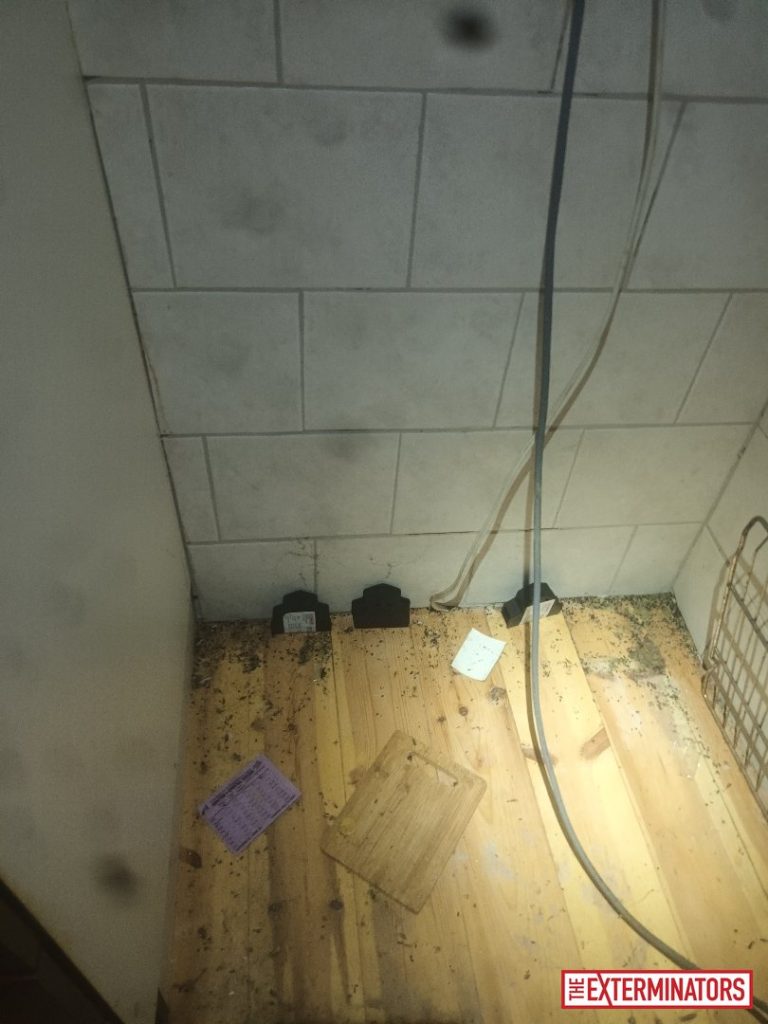 haliburton crawlspace droppings inspection 02 haliburton crawlspace droppings inspection 02